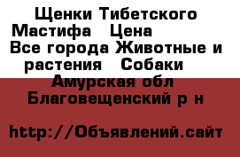 Щенки Тибетского Мастифа › Цена ­ 60 000 - Все города Животные и растения » Собаки   . Амурская обл.,Благовещенский р-н